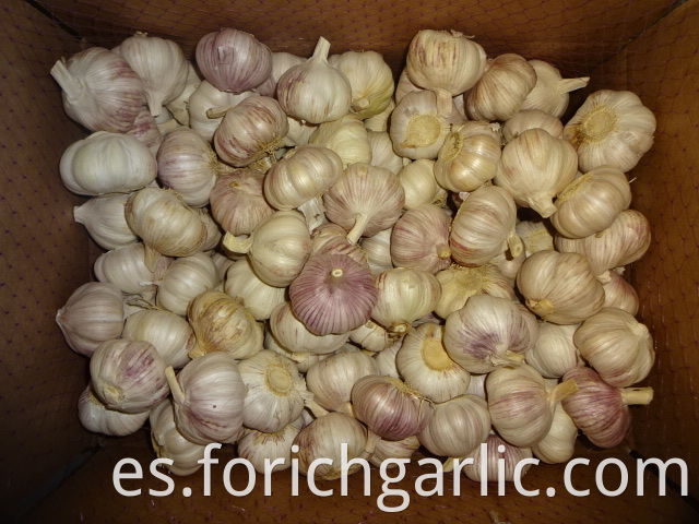 Jinxiang Fresh Normal Garlic 2019